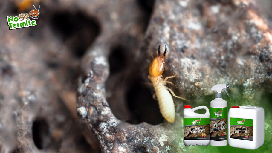 Učinkovite strategije za preprečevanje termitov: bistveni nasveti za lastnike stanovanj