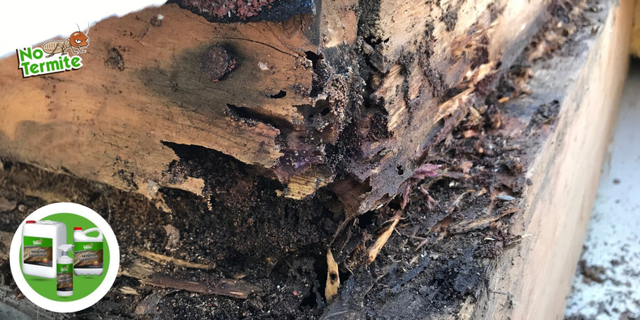 Razumevanje napadov termitov in boj proti njim