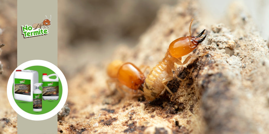 Kako trajno uničiti termite