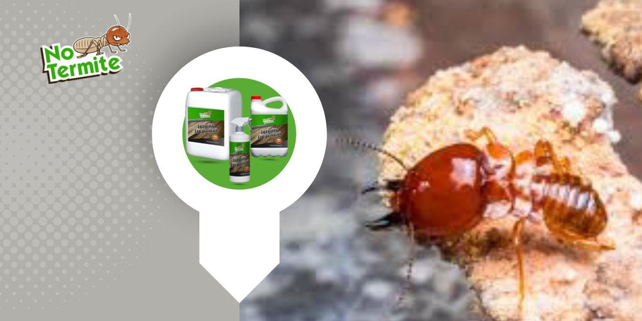 Kako odstraniti termite brez škode za okolje?