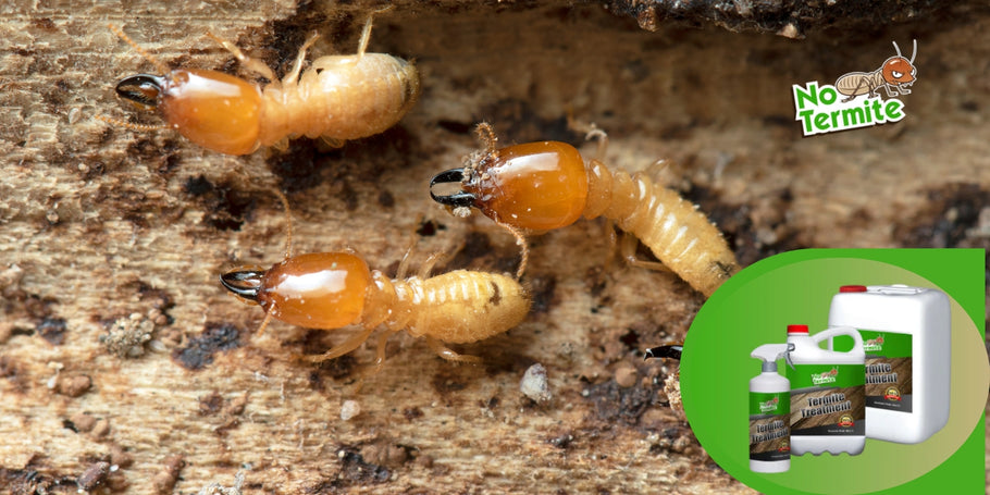 Kako deluje zdravljenje termitov?