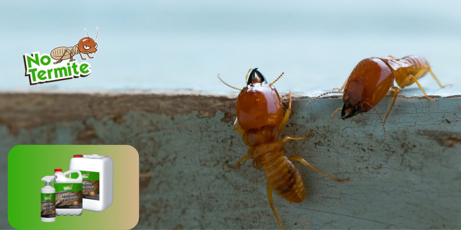 Rešitve proti termitom, trajna zaščita?