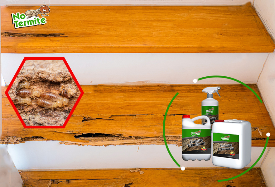 Ali so vaši domovi odporni na termite?