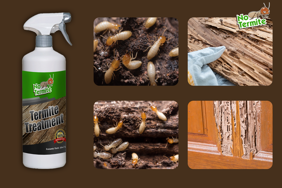 Odkrijte skrivnosti uspeha v boju proti termitom
