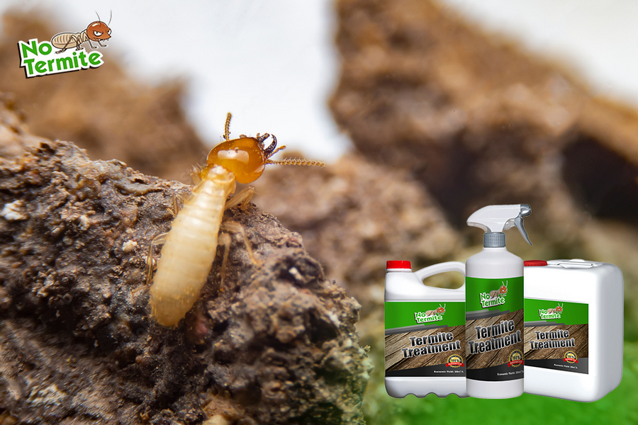 Vas zanima boj proti termiti?