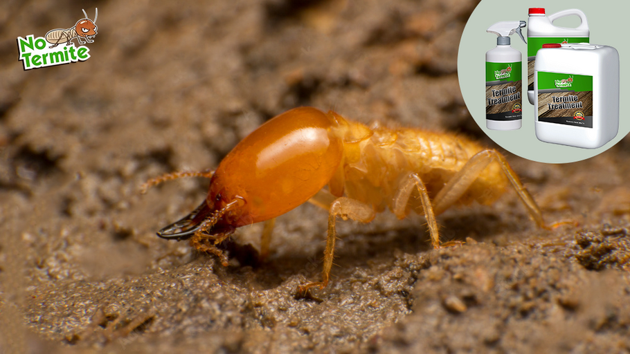Zaščita pred termiti: Vodnik za lastnike stanovanj do uspeha v boju proti termiti